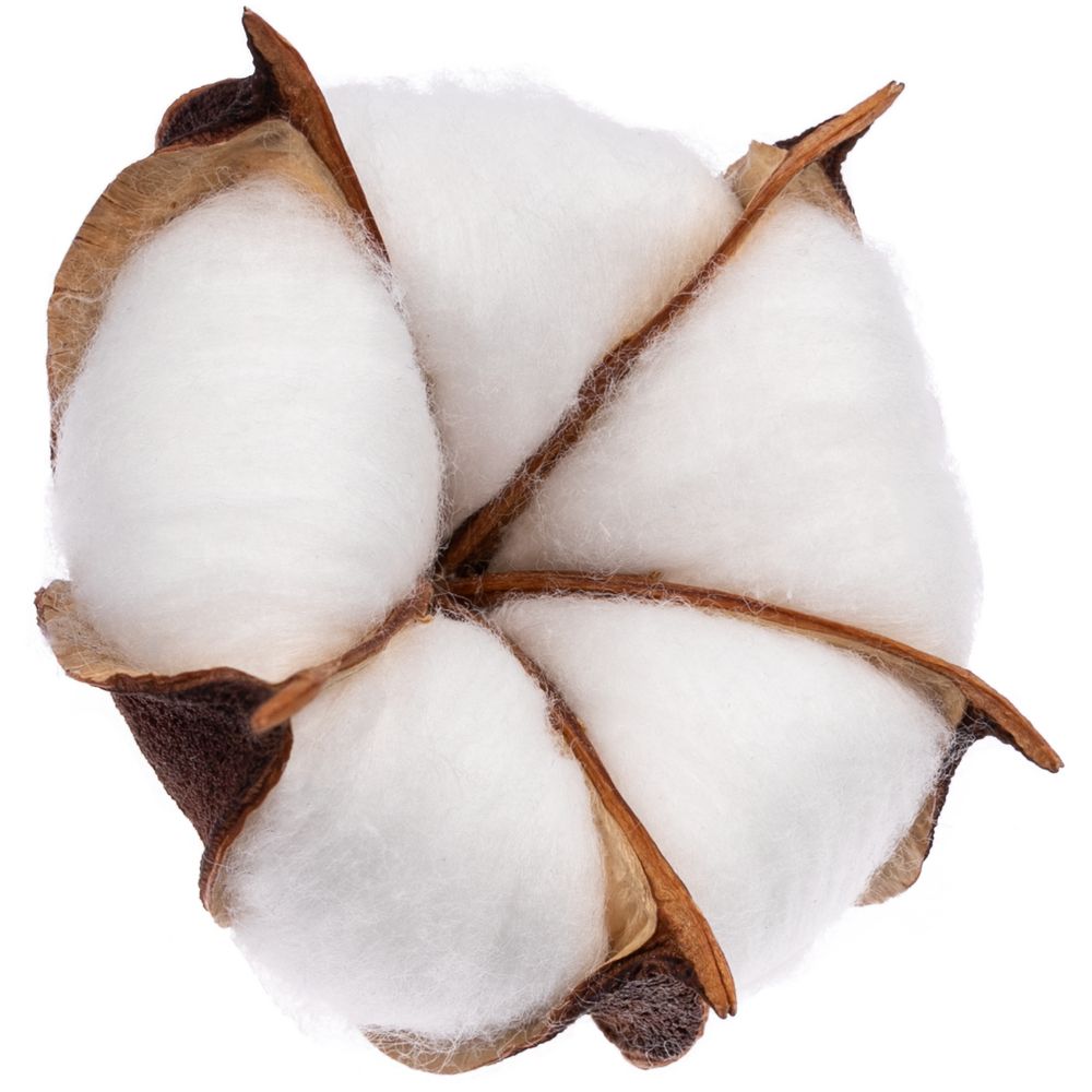 Цветок хлопка Cotton, белый оптом под нанесение